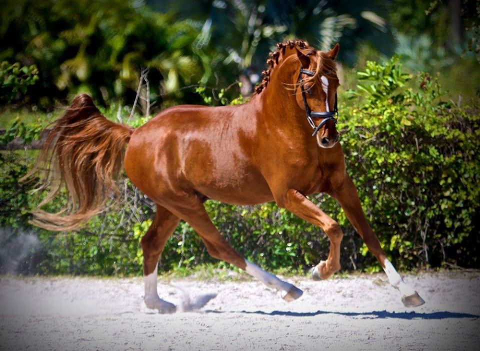 Warmblood Horses